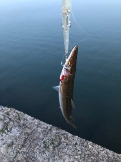 カマスの釣果