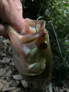 ラージマウスバスの釣果