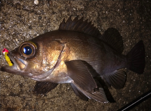 メバルの釣果