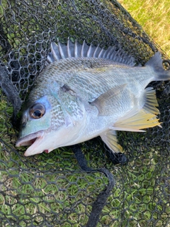 キビレの釣果