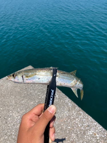 カマスの釣果