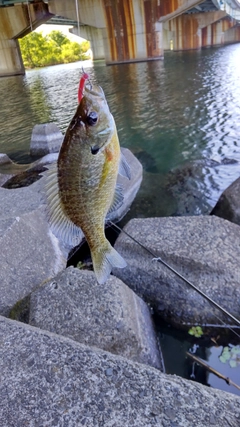 ブルーギルの釣果