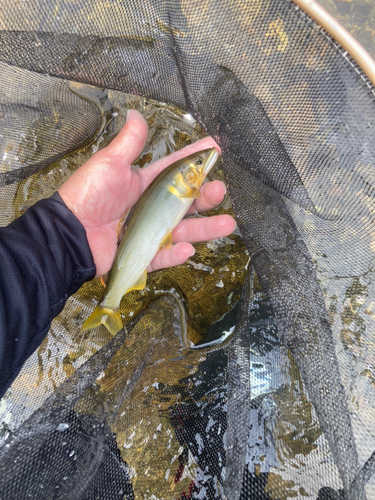 アユの釣果