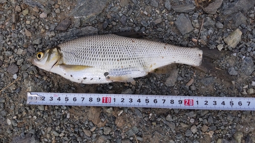 ワタカの釣果