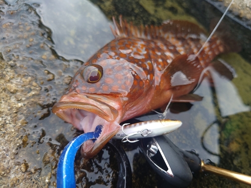 アコウの釣果