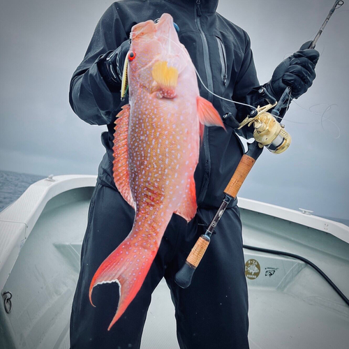 バラハタの釣果