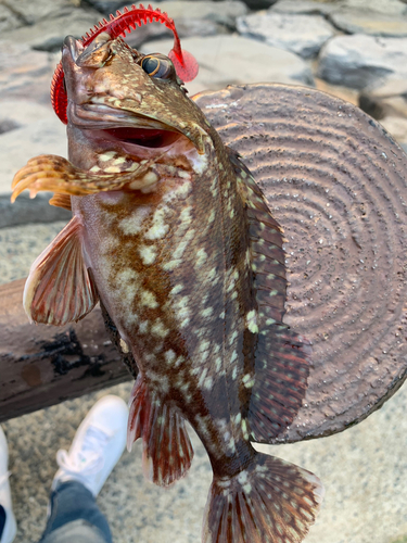 アラカブの釣果