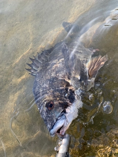 チヌの釣果