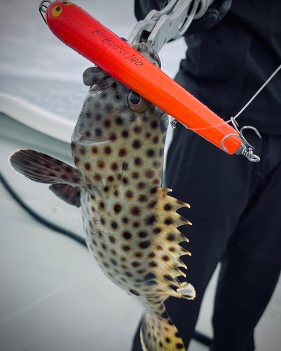 シロブチハタの釣果