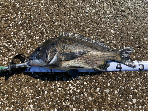 クロダイの釣果