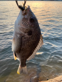 キチヌの釣果