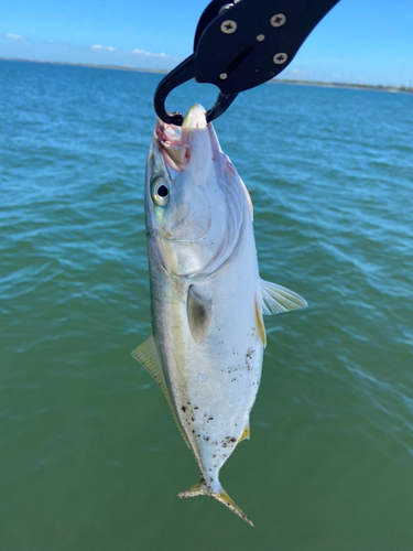 ワカシの釣果