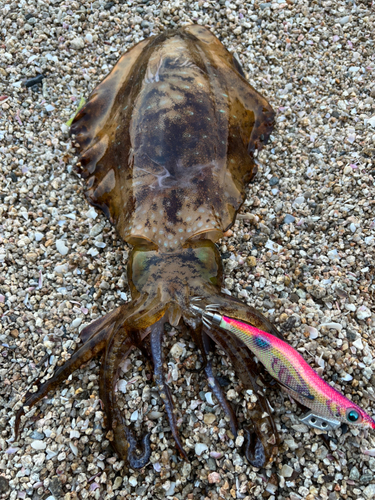 アオリイカの釣果