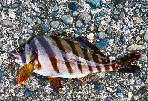 タカノハダイの釣果