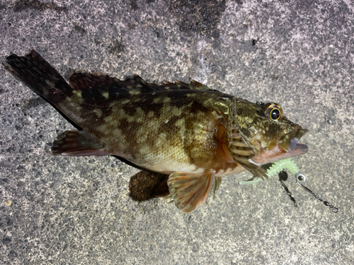 カサゴの釣果