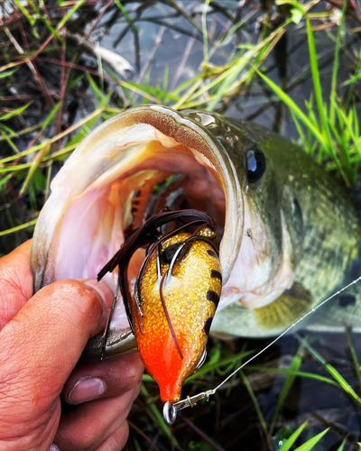 ブラックバスの釣果