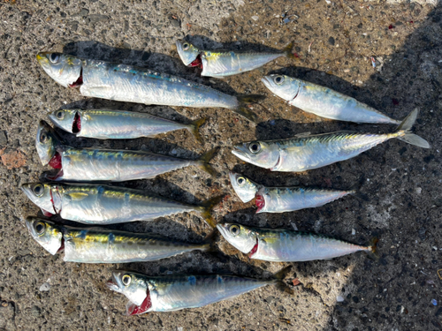 サバの釣果