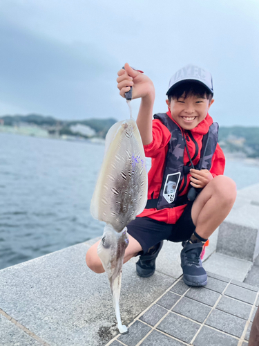 コウイカの釣果