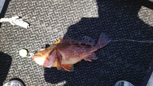 ウッカリカサゴの釣果