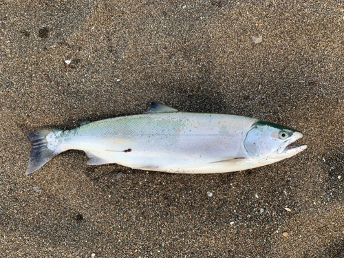 サクラマスの釣果