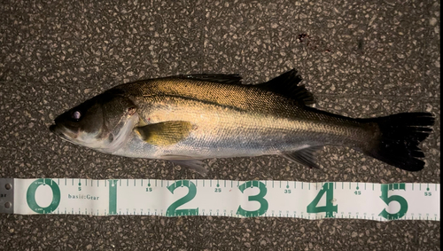 シーバスの釣果