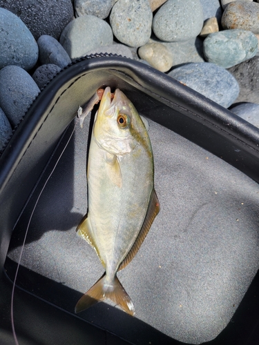 ショゴの釣果