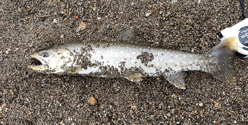 アメマスの釣果