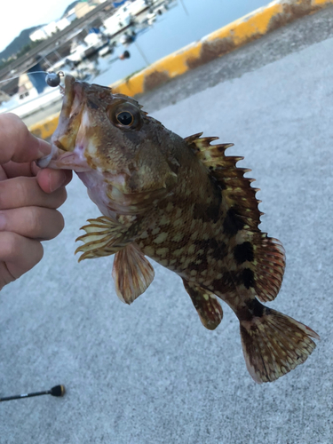 カサゴの釣果