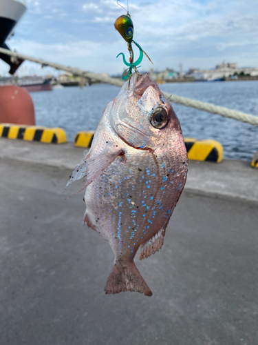 タイの釣果