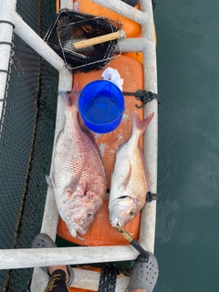 タイの釣果