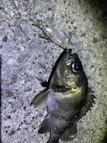 アオメバルの釣果