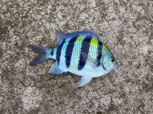 オヤビッチャの釣果