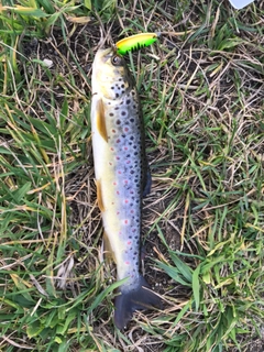 ブラウントラウトの釣果