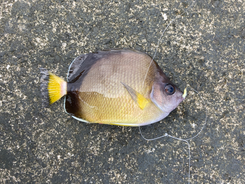 チョウチョウウオの釣果