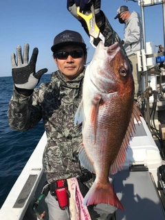 マダイの釣果