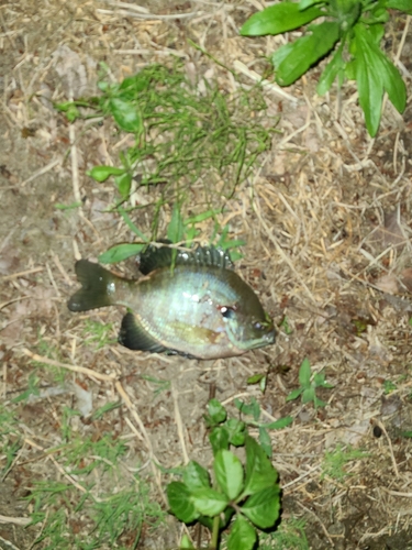 ブルーギルの釣果