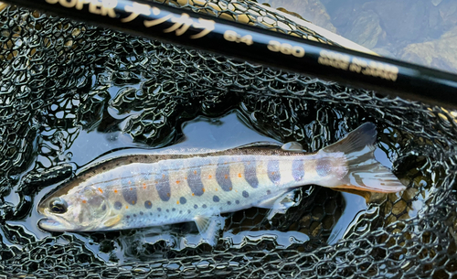 アマゴの釣果