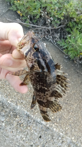 タケノコメバルの釣果