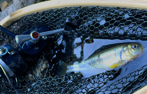 カワムツの釣果