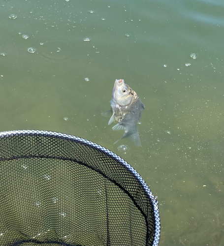 ヘラブナの釣果