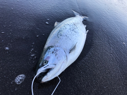 サクラマスの釣果