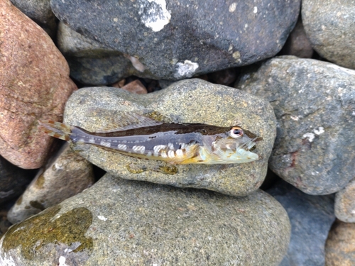 アナハゼの釣果