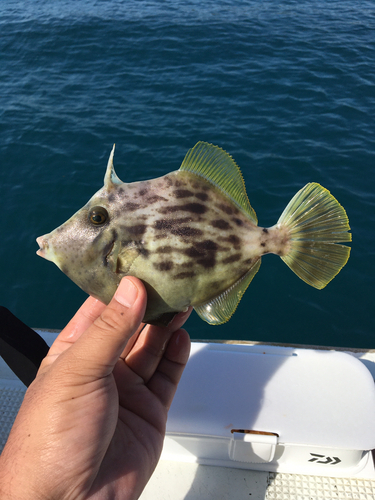 カワハギの釣果