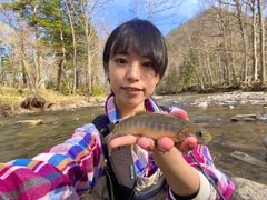 イワナの釣果