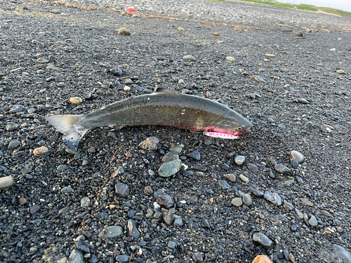 サクラマスの釣果