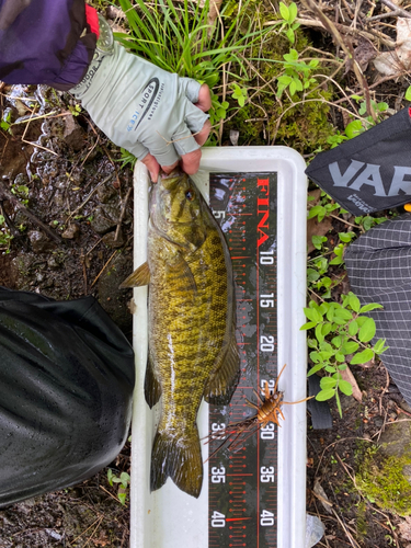 スモールマウスバスの釣果