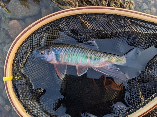 オイカワの釣果