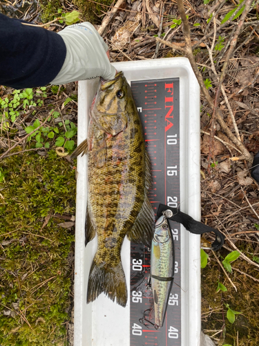 スモールマウスバスの釣果