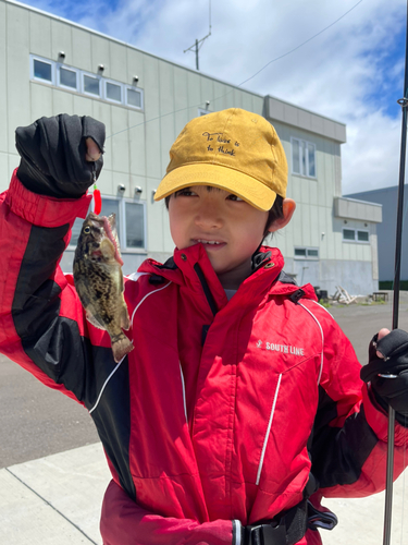 クロソイの釣果