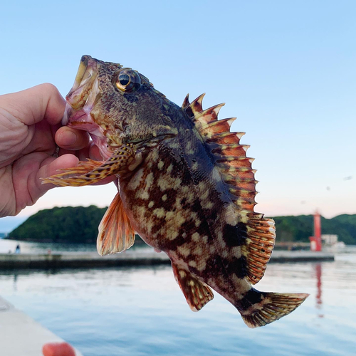 カサゴの釣果